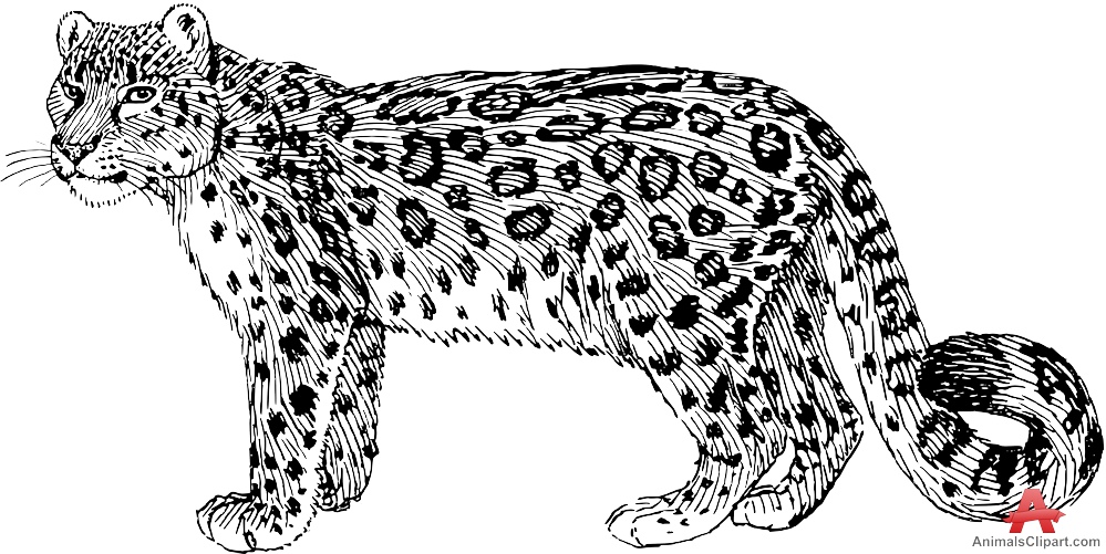 Snow leopard clipart 