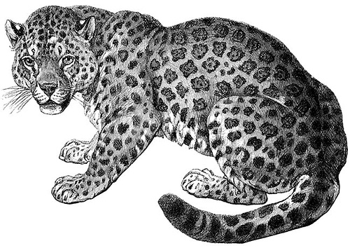 Leopard Clipart 
