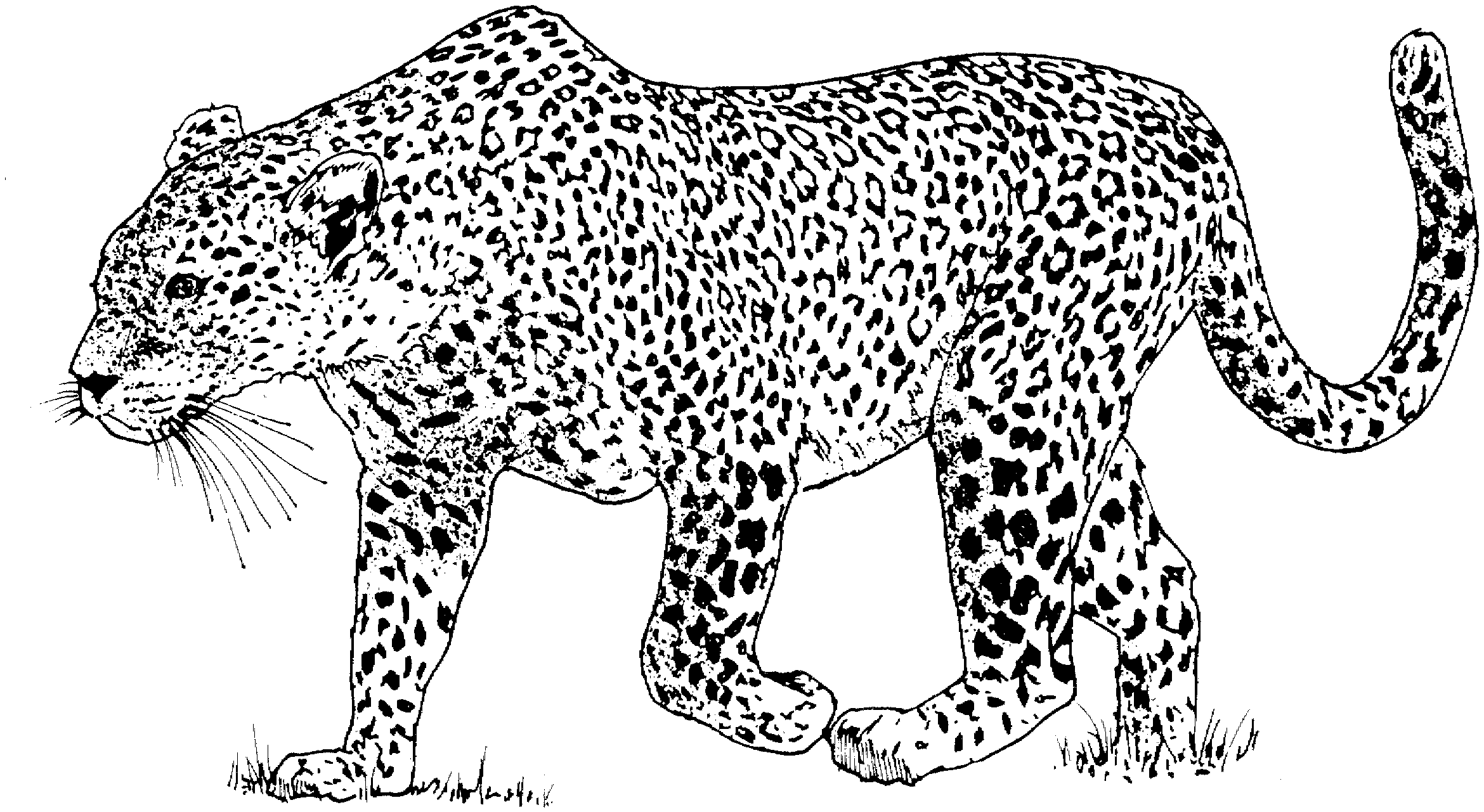 Download This Image Leopard Clipart Black And White. Snowjet.co 