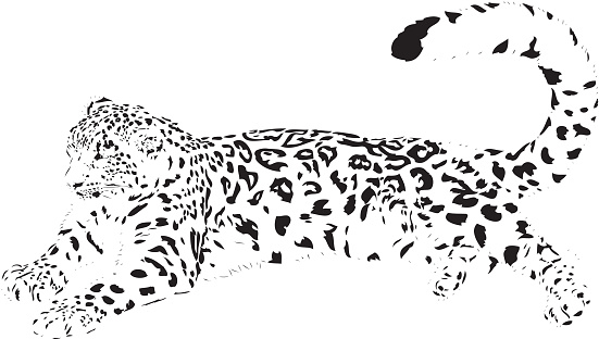 Snow Leopard Clip Art, Vector Image  Illustrations 