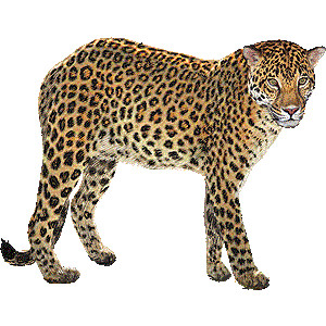 Leopard Clipart Pictures 