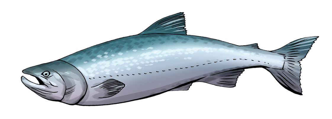 salmon fish clip art free - photo #28
