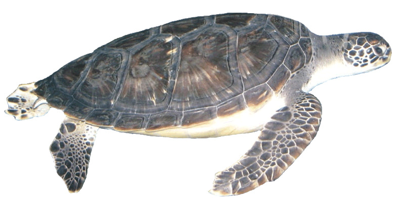 Sea turtle clipart hd 