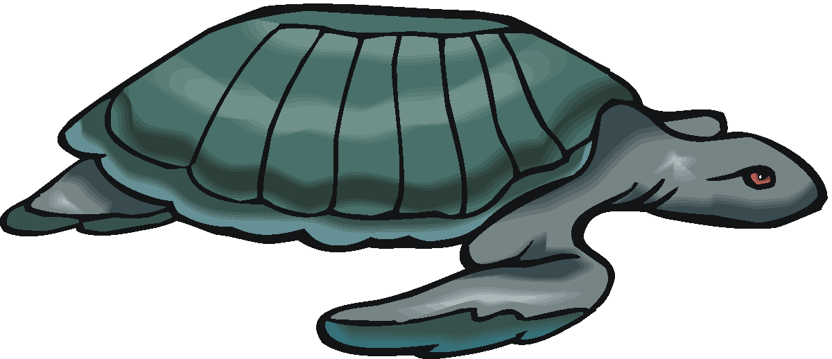 Sea Turtle Graphic 