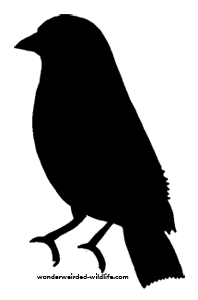Free bird silhouette clip art 