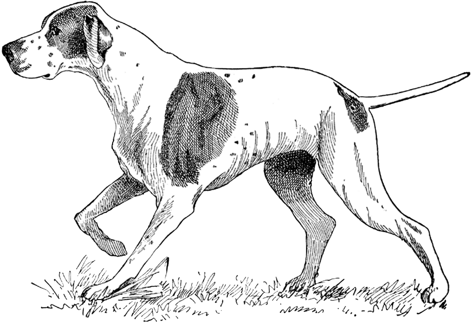 Clip Arts Related To : hunter dog silhouette. view all Dog Pointer Cliparts...