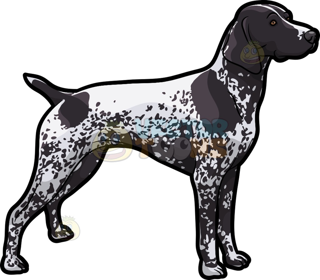 An Observant German Shorthaired Pointer Pet Dog Cartoon Clipart