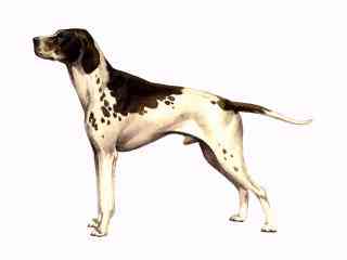 Pointers  Pointer Breeders in South Africa