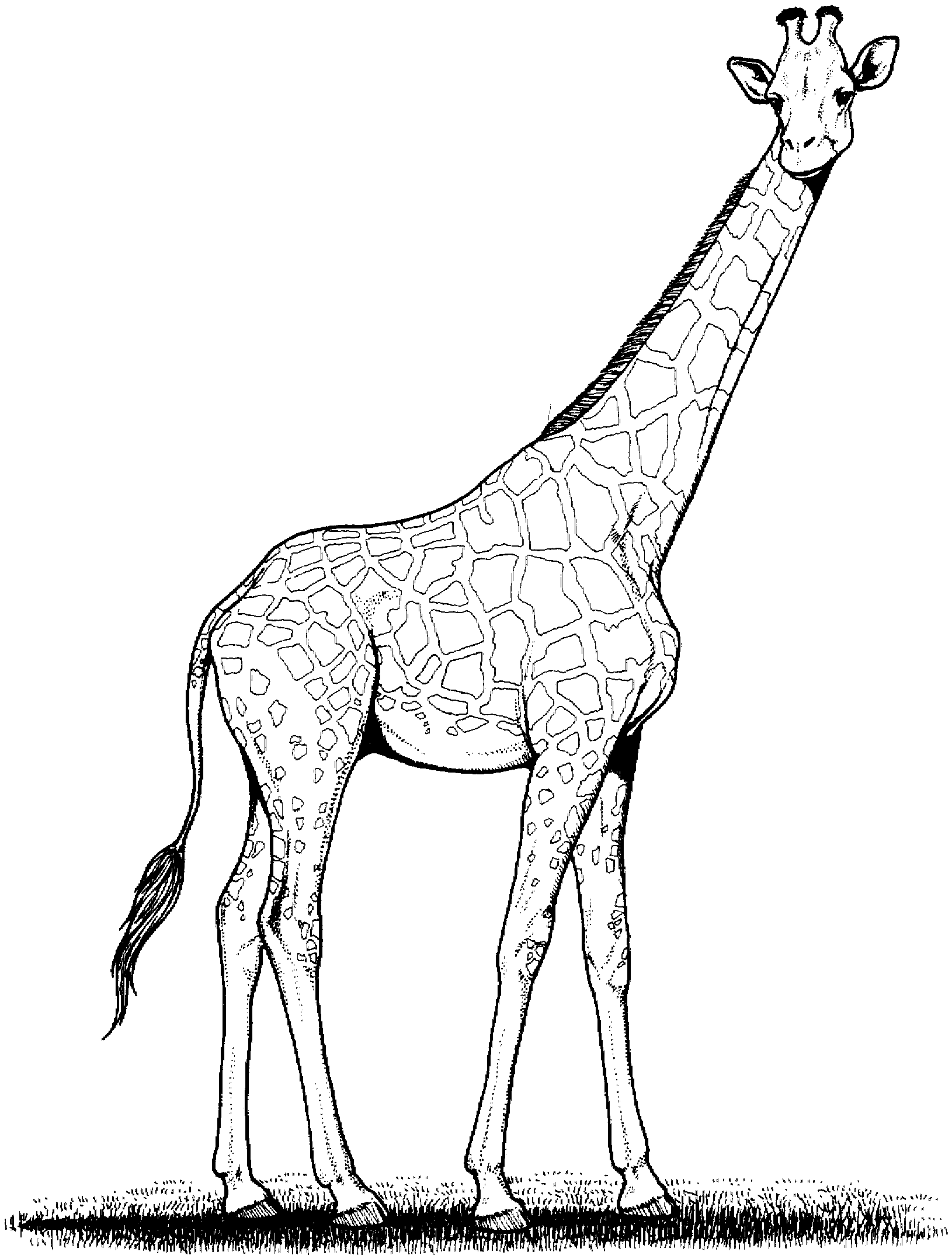giraffe Outline of