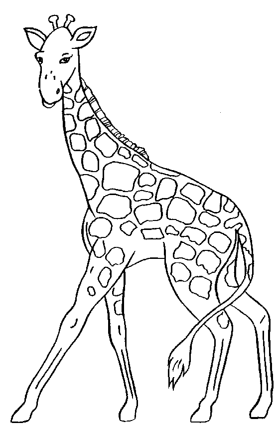 Giraffe black and white clipart