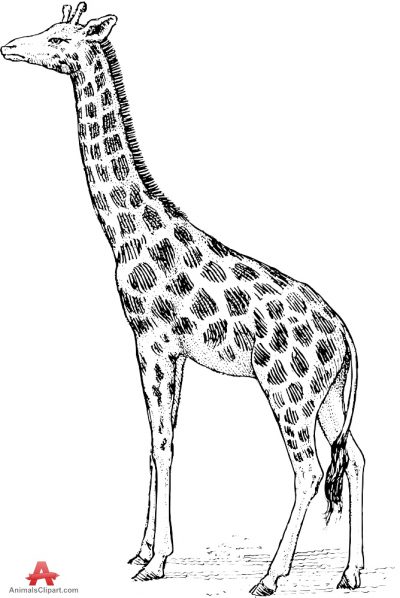 Animals Clipart of giraffe 