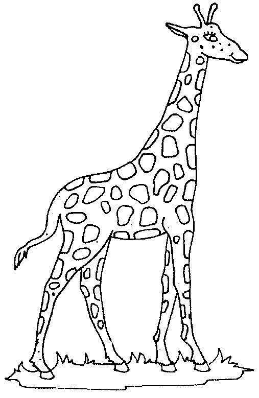Outline of giraffe