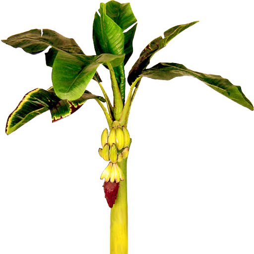 Banana Plant Clipart