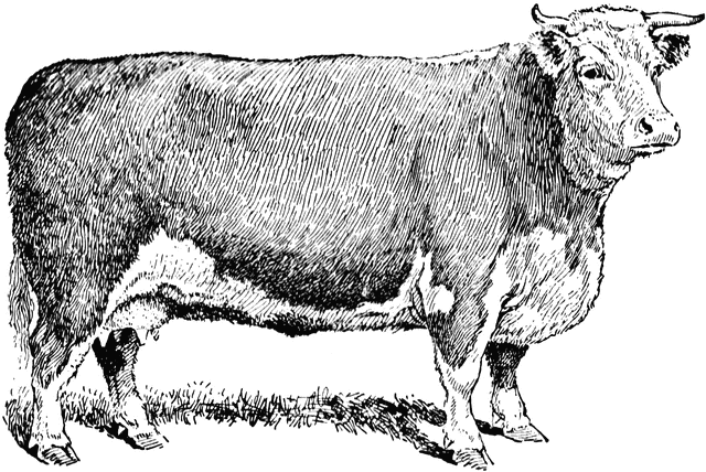 Steer cow clipart