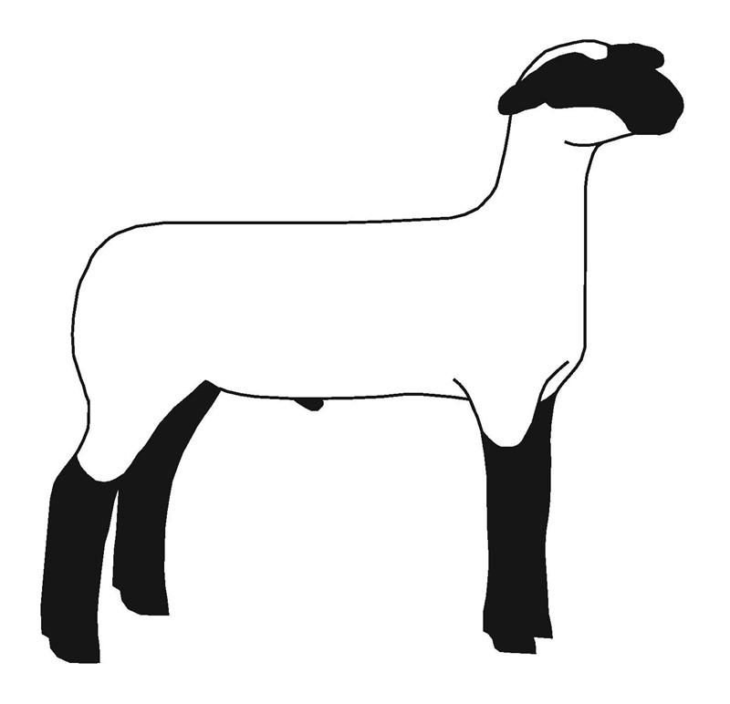 hampshire sheep clip art