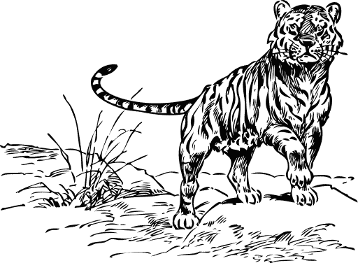 Free Tiger Clipart, 1 page of Public Domain Clip Art