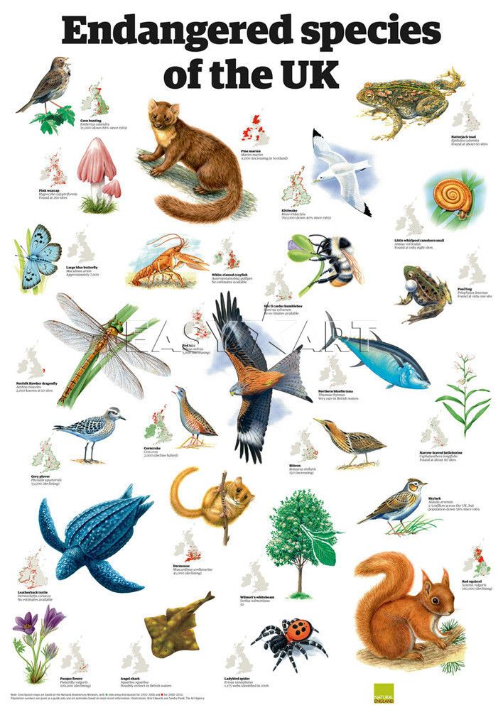 endangered animals in the uk - Clip Art Library