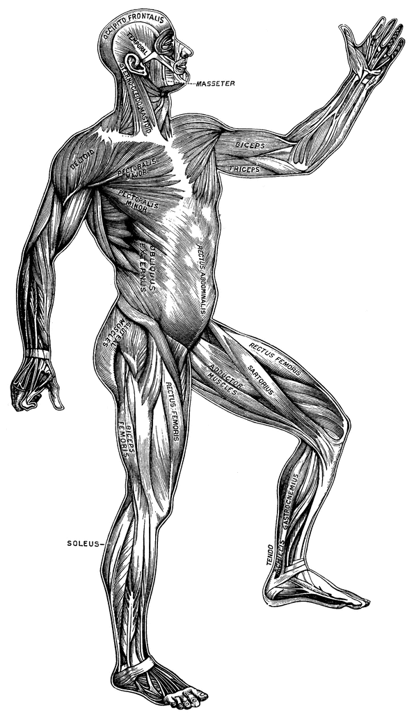 Free Muscular System Cliparts, Download Free Muscular System Cliparts