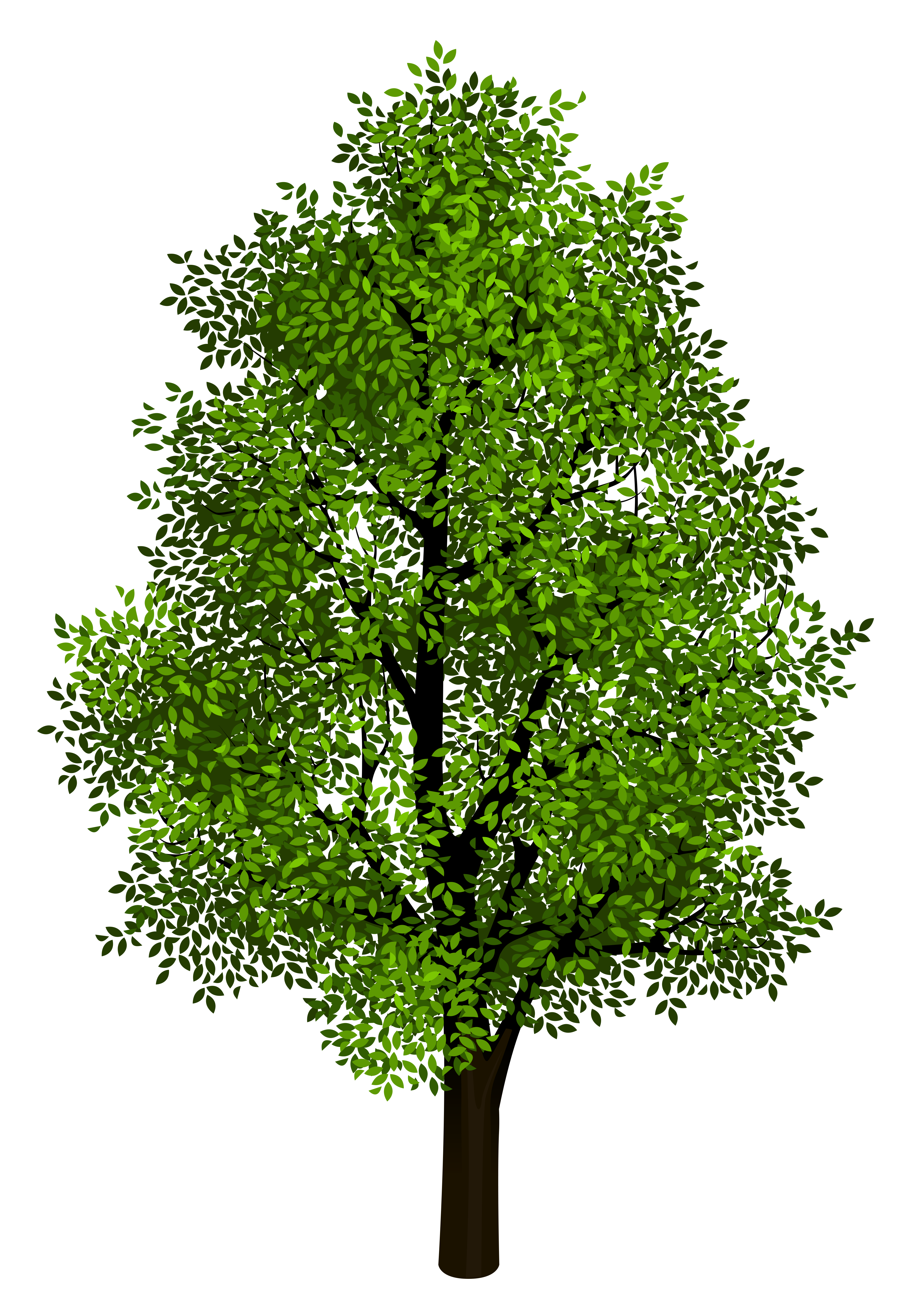 Green_Tree_Transparent_Clipart_Picture.png?m=1402017540