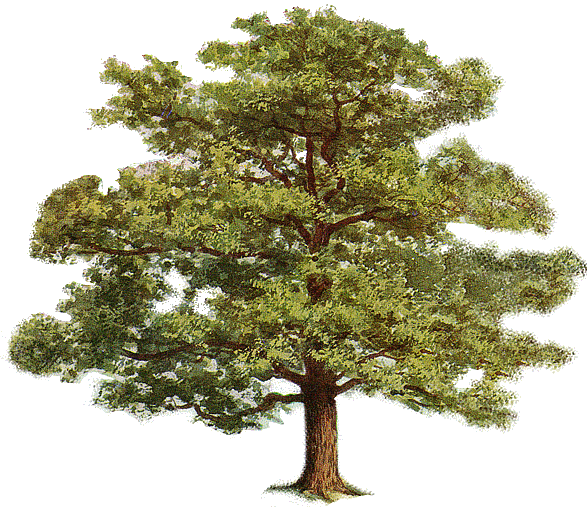 Tree clipart transparent background