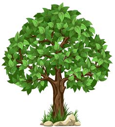 Trees transparent tree clipart clipart kid 2
