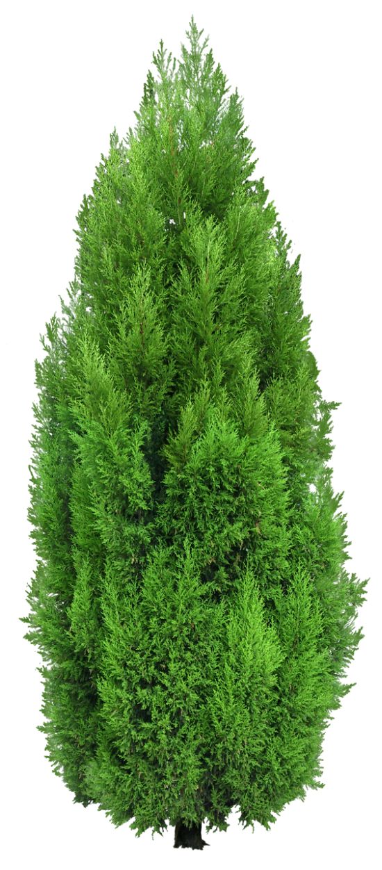 Cypress Tree PNG Clipart