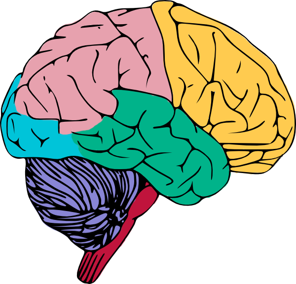 Brain clipart transparent