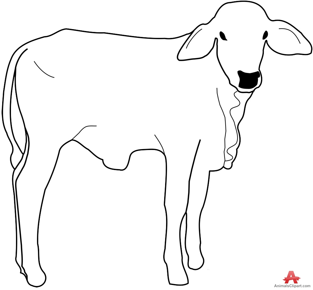 Cow Calf Outline Drawing Clipart