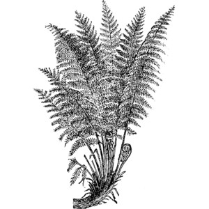 Fern drawing clipart