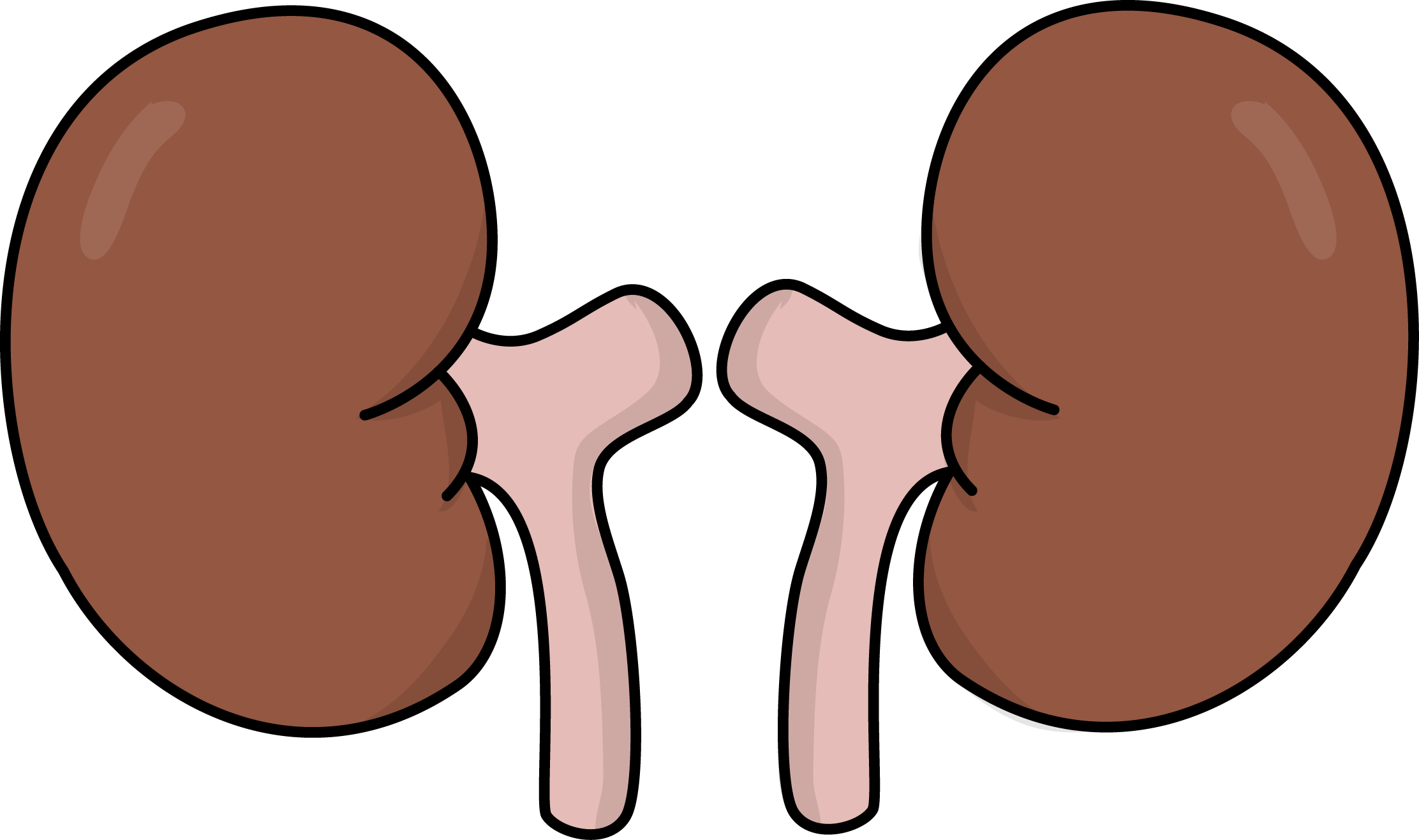 Free Health Kidneys Cliparts, Download Free Health Kidneys Cliparts png
