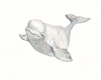 Baby Beluga Clipart