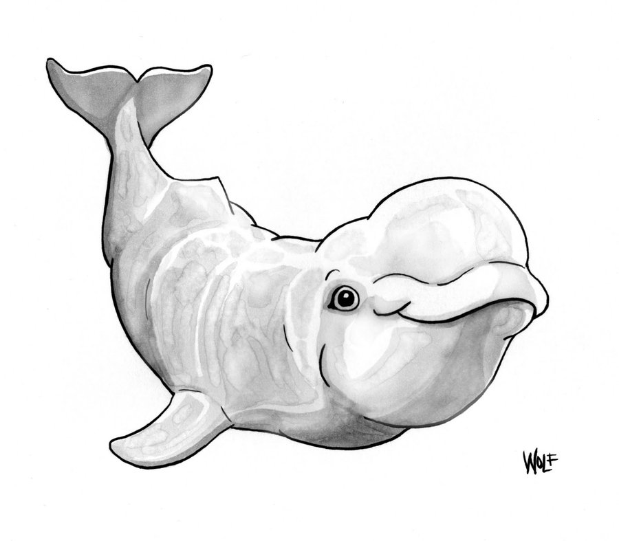 Baby Beluga Whale Drawing 31251