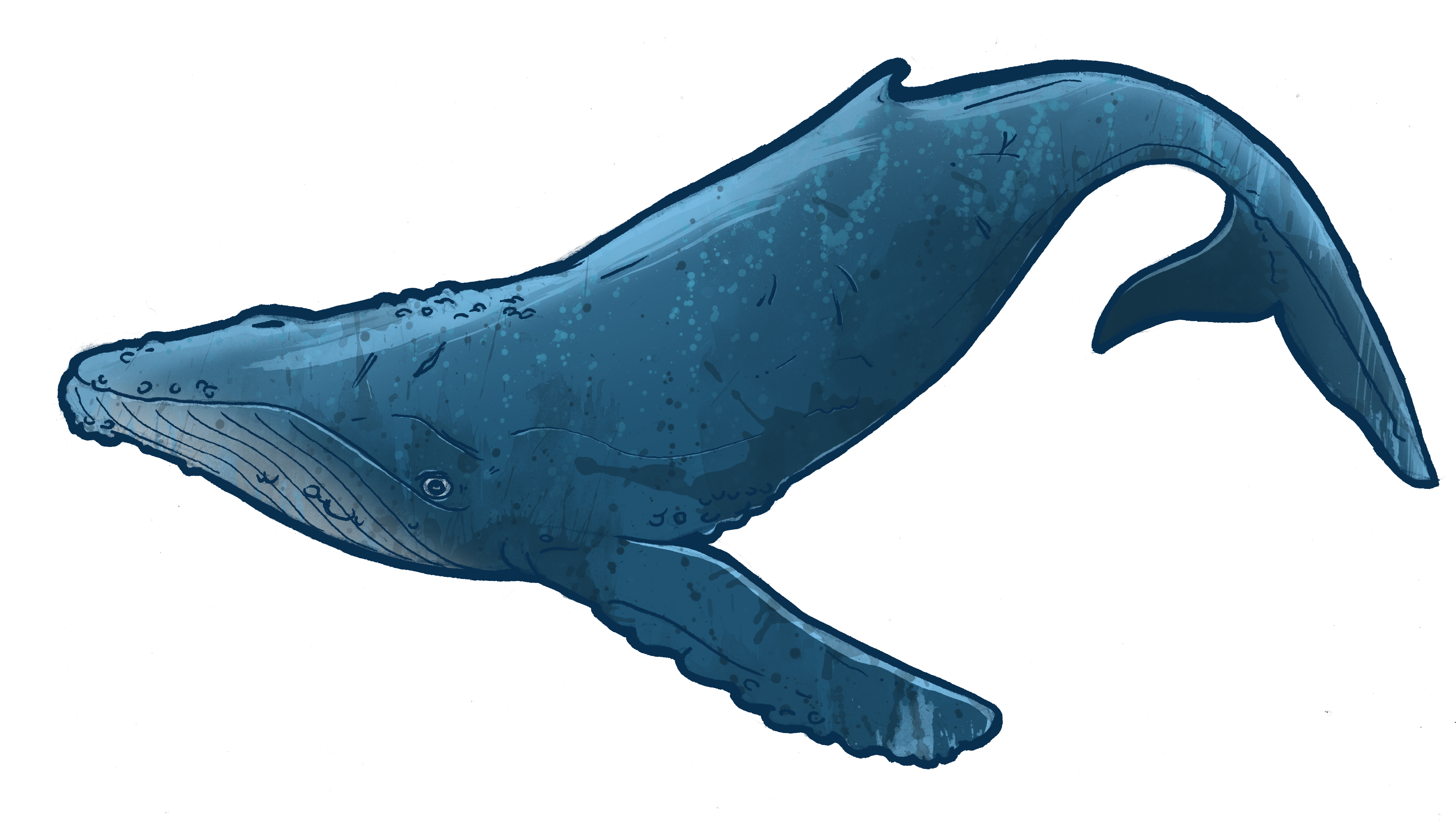 Humpback whale tails clipart