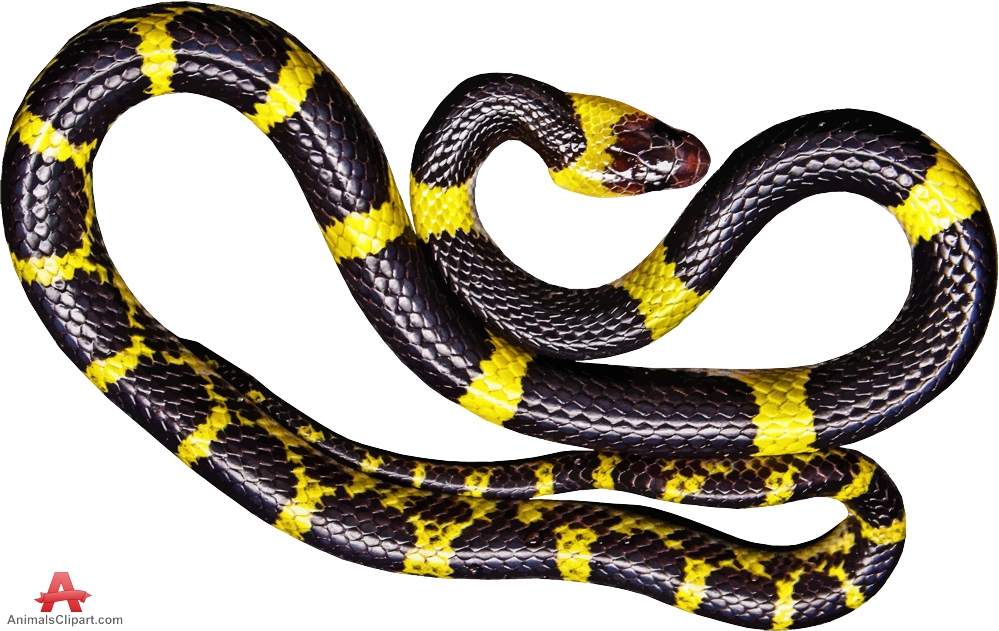 Snakes Animals Clipart Gallery