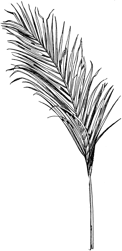 Coconut leaf clipart black and white
