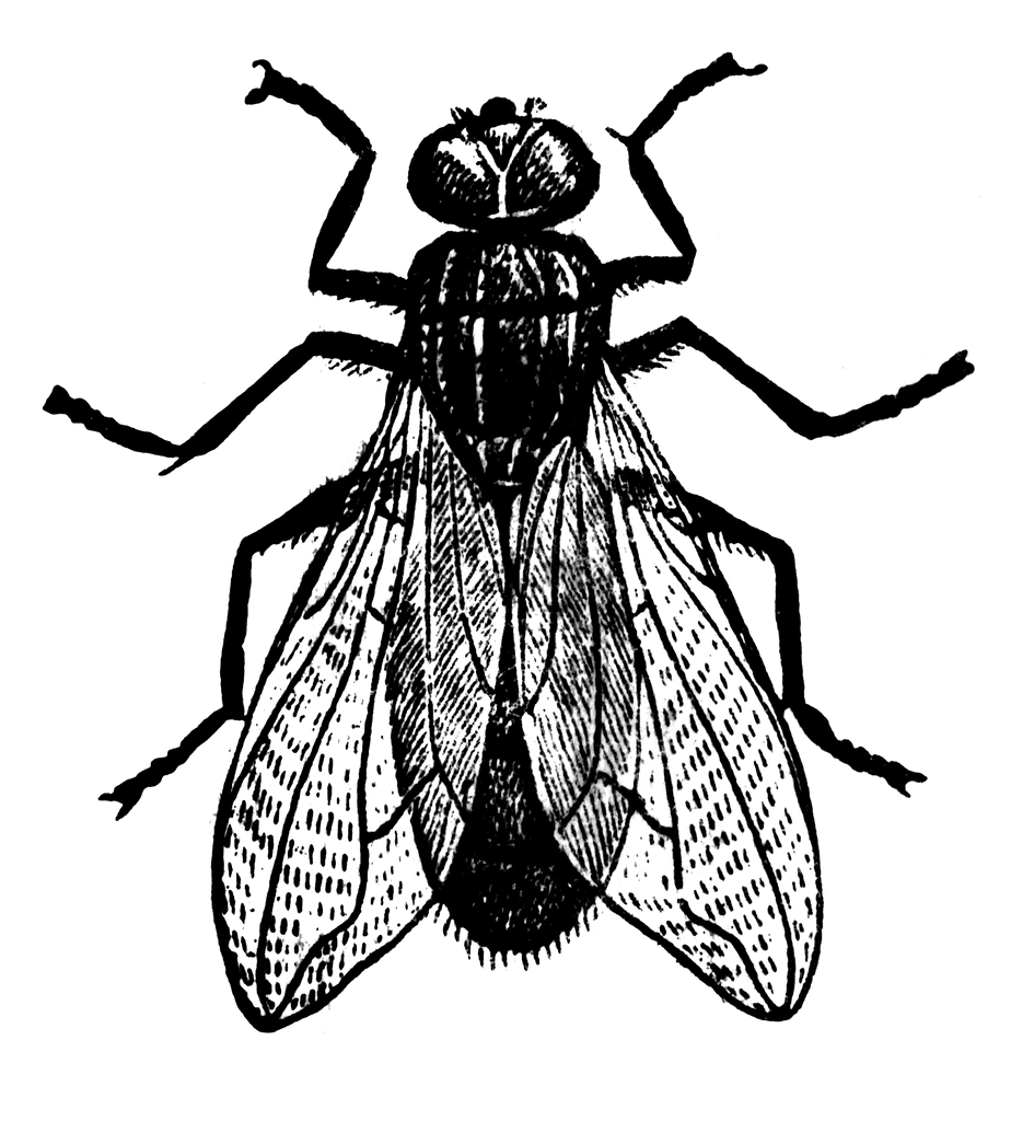 Black fly clipart