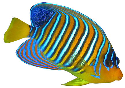Tang Fish Clipart