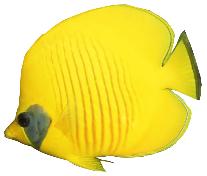 Realistic fish clipart