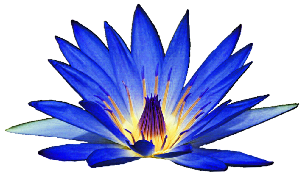 Blue water lily clipart
