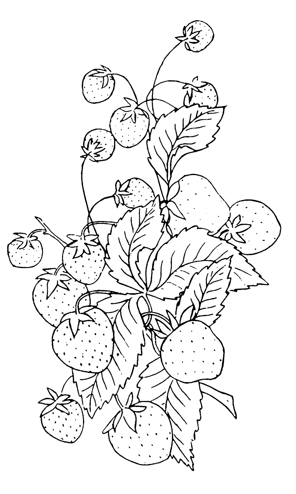 Strawberry Black And White Clipart