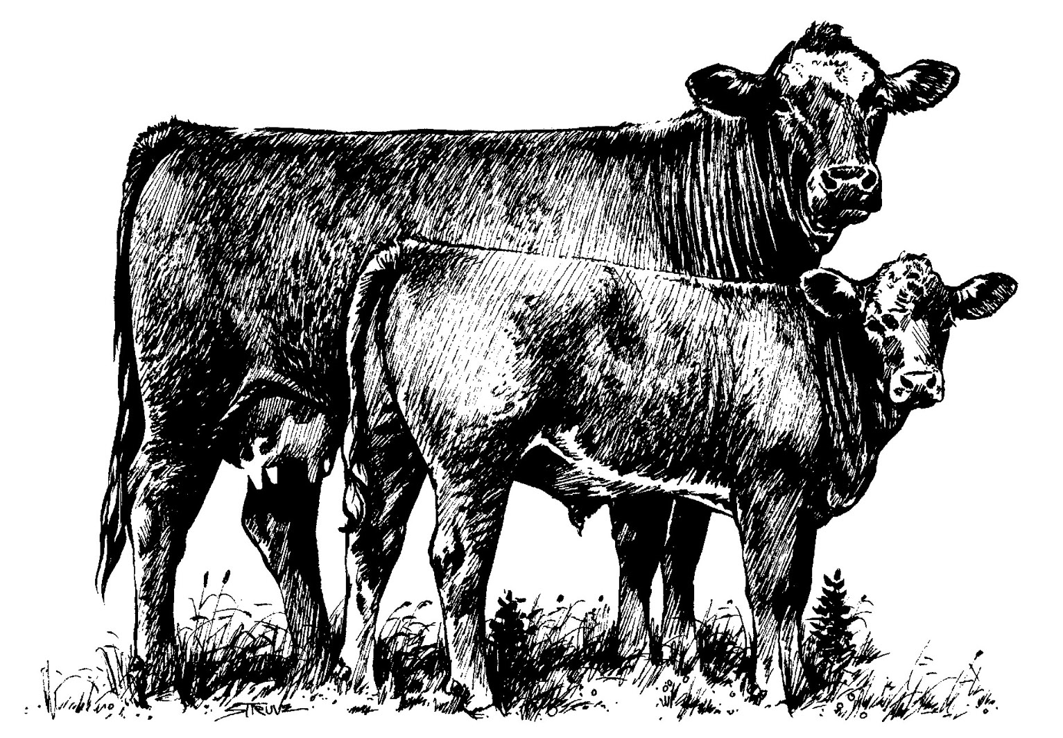 Show cattle clip art