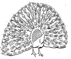 Black and white peacock clipart