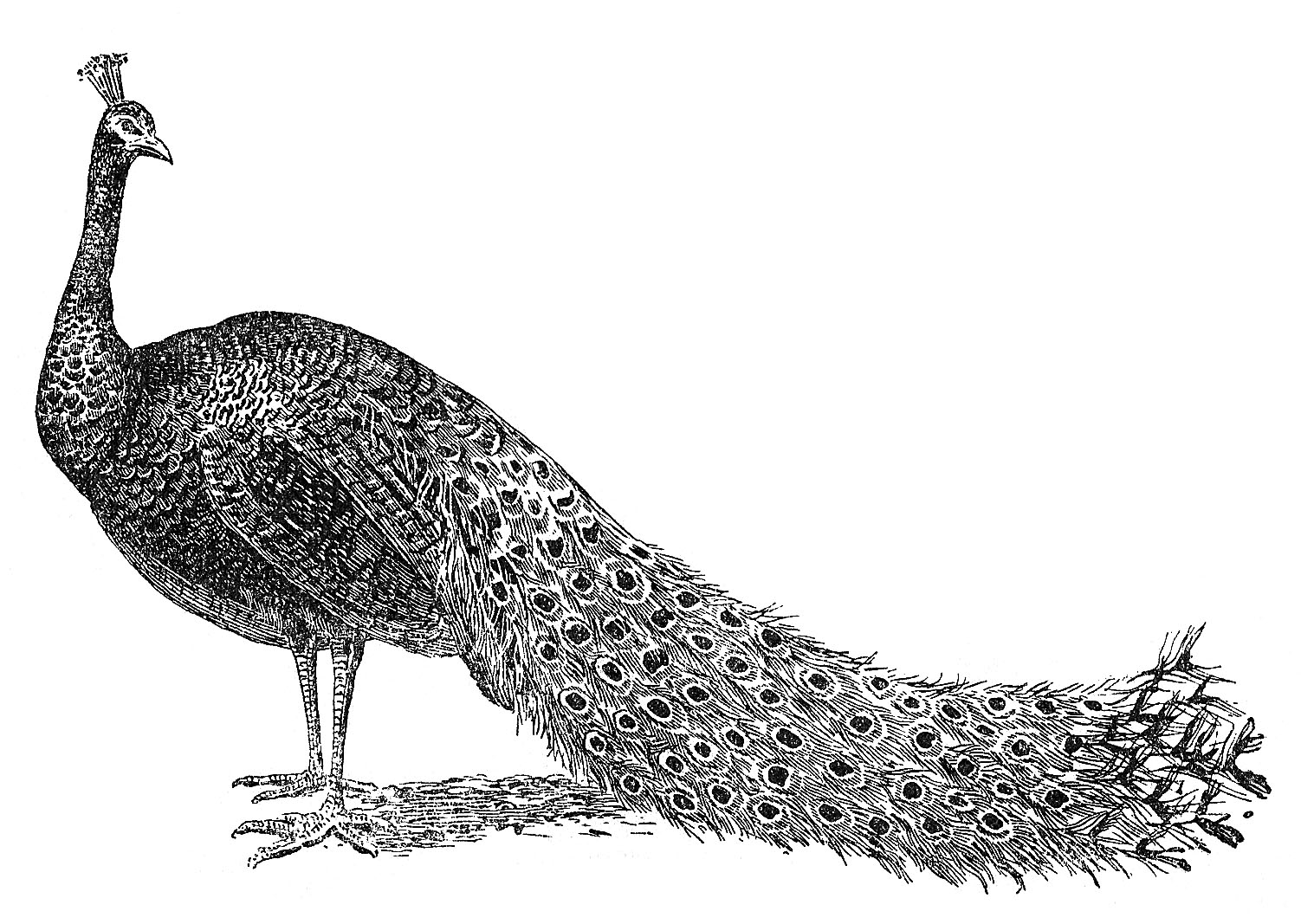 Peacock black and white clipart