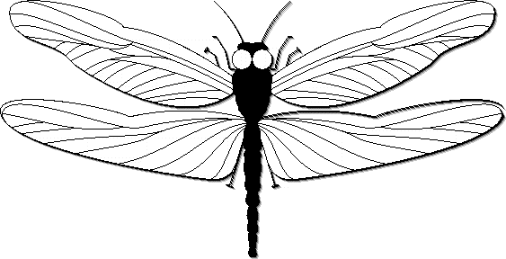 Dragonfly Graphics
