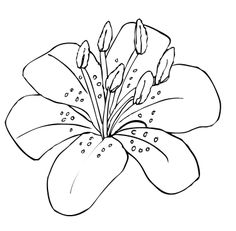 Star lily flower black and white clipart