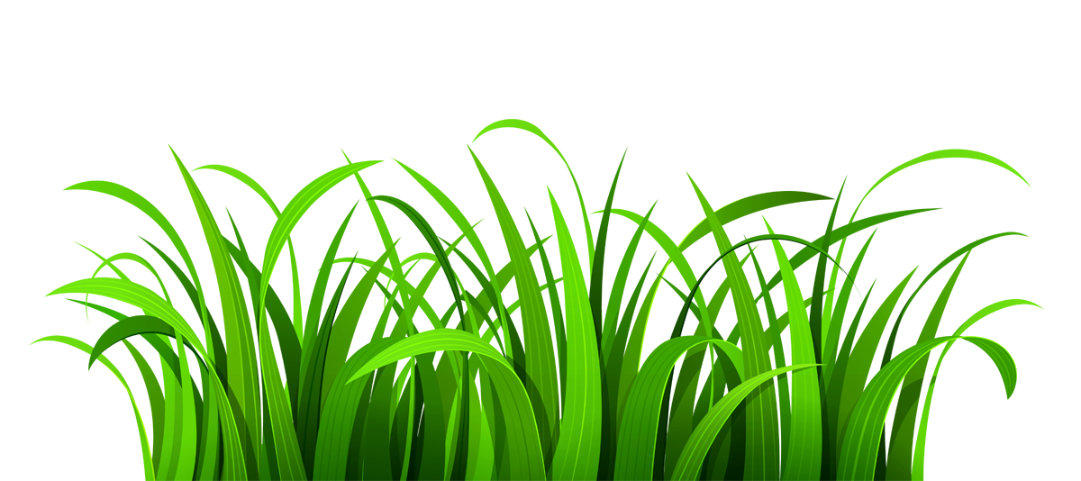 Grass clipart transparent background