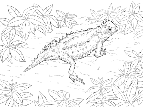 Desert Horned Lizard coloring page