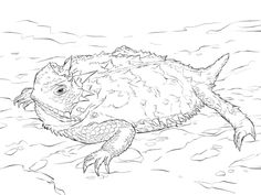 Texas Horned Lizard Coloring Page