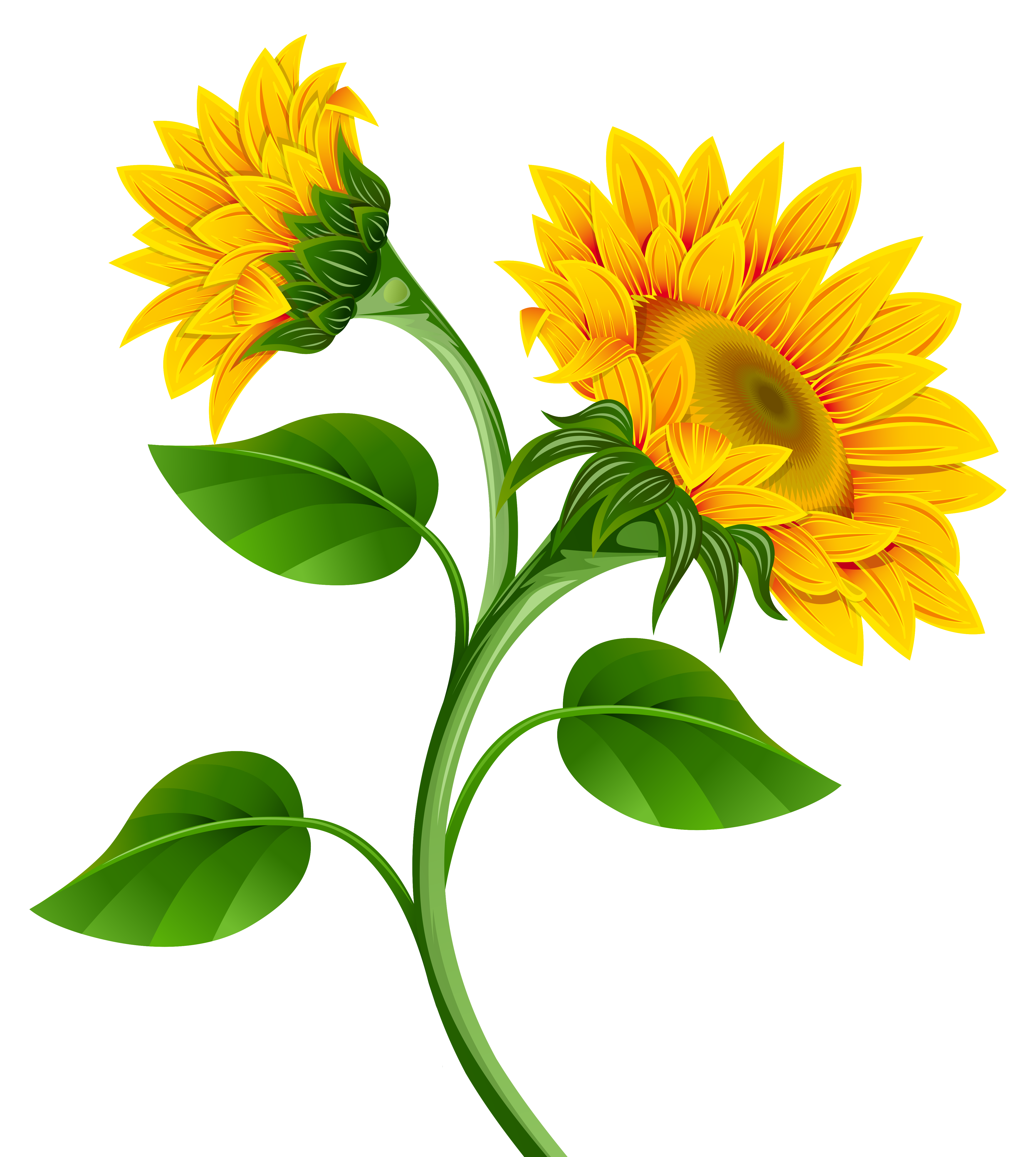 Sunflowers PNG Clipart Image 