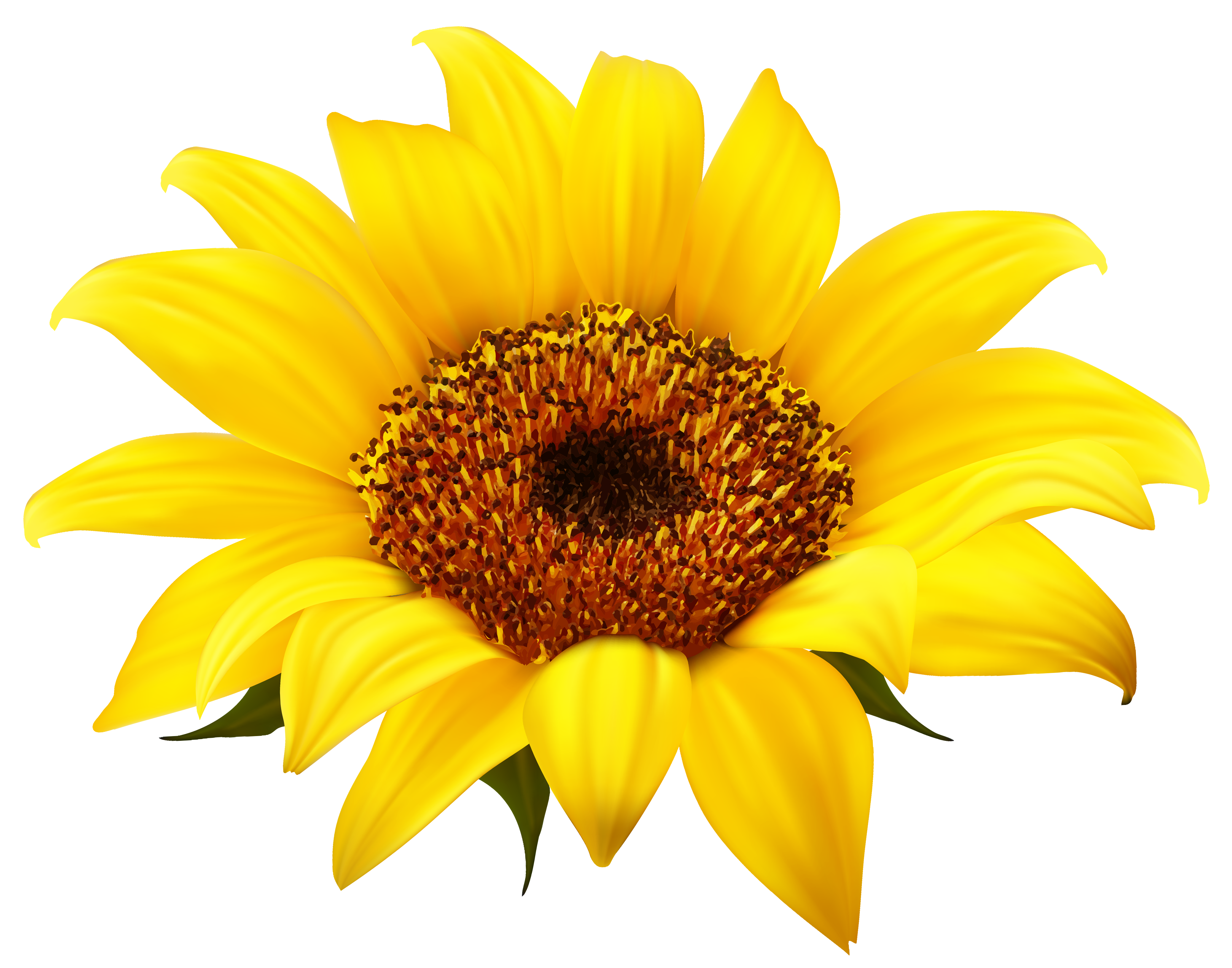 Sunflower clipart no background